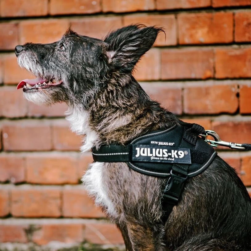 A dog wearing the  black coloured Julius-K9 IDC Powerharness#Black