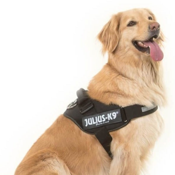 Julius-K9 IDC Powerharness#Black