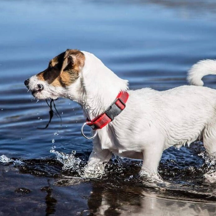 A dog wearing the Julius-K9 Colour & Gray Dog Collar#Red