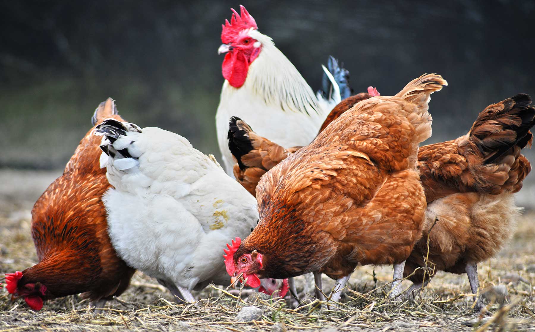 Flock of hens with a cockerel