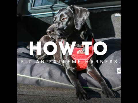 Ancol Extreme Dog Harness