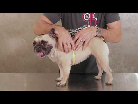 Ezydog Express Harness