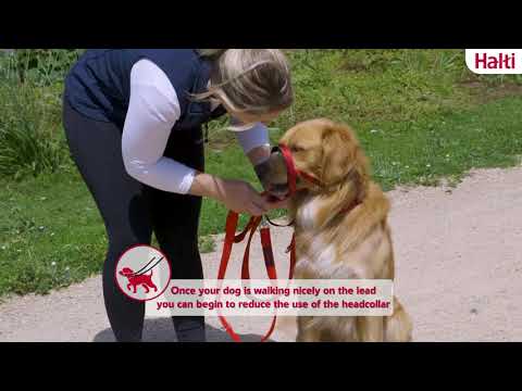 Halti Head Collar for Dogs