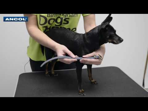 Ancol Timberwolf Greyhound Collar