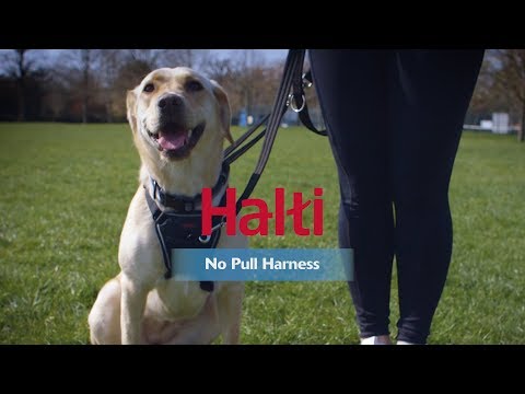Company of Animals Halti - No Pull Harness