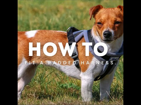 Ancol Viva Padded Harness for Dogs