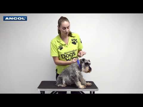 Ancol Paw N Bone Collar