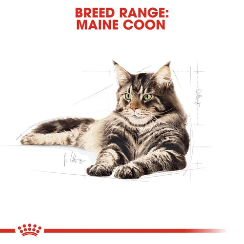 Royal Canin Maine Coon