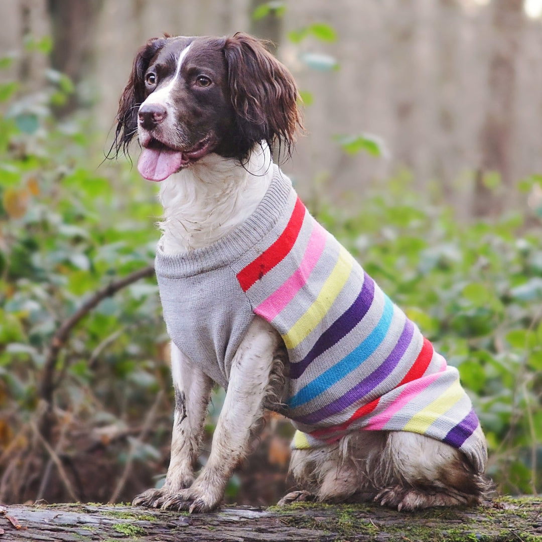 Sotnos Super Stripe Dog Sweater