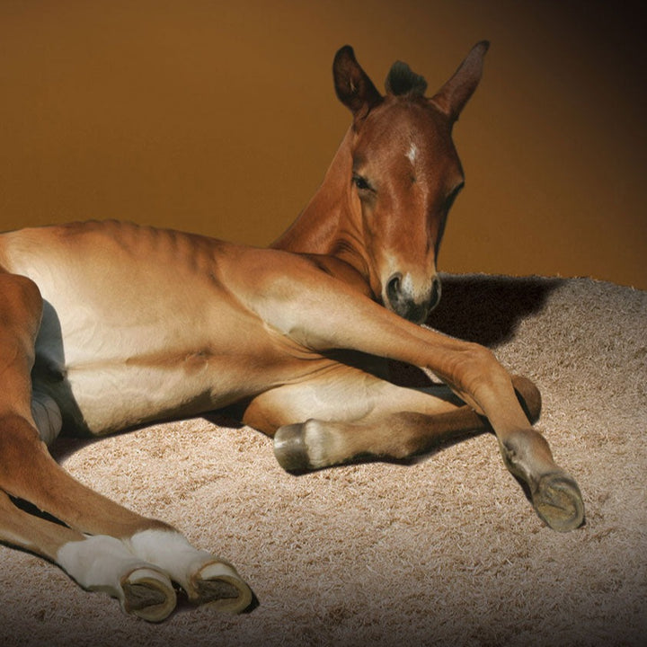 Aubiose Hemp Bedding