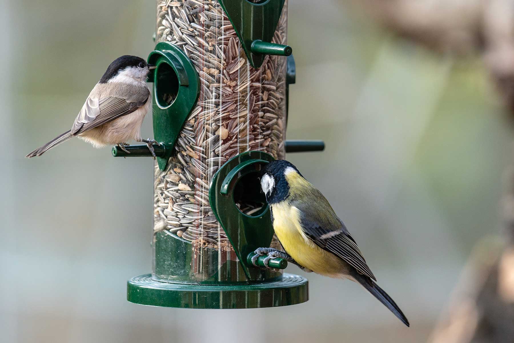 Wild Birds on a Bird Feeder