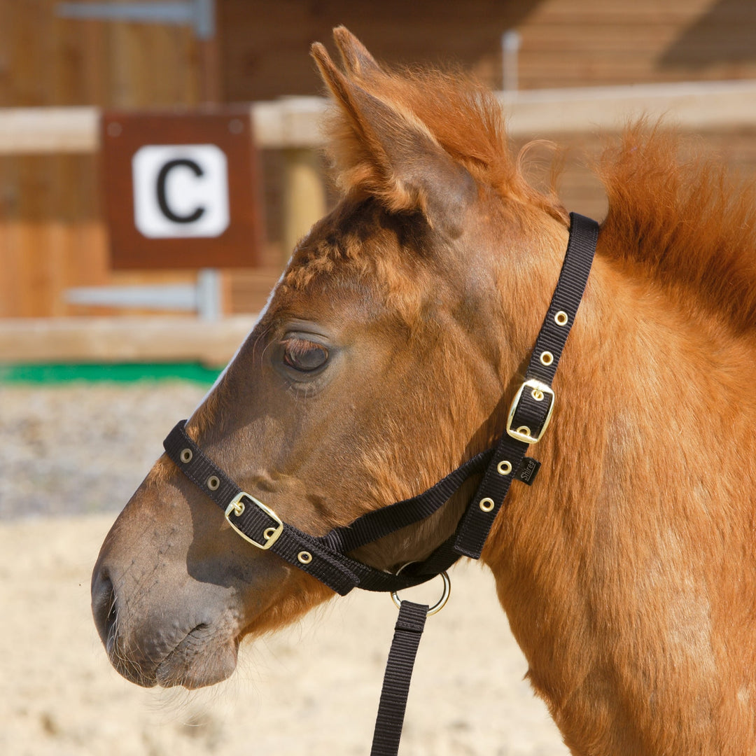 The Shires Nylon Foal Slip in Black#Black