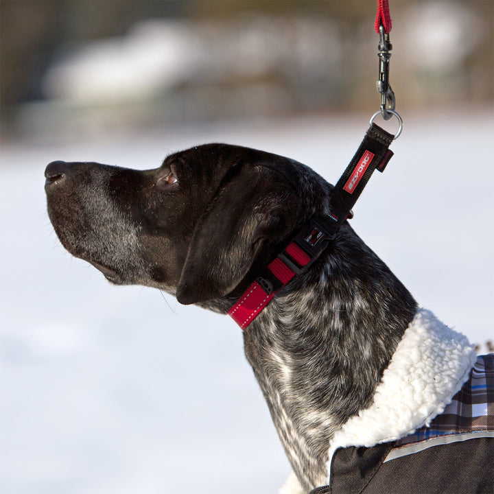 EzyDog Check Mate Dog Collar
