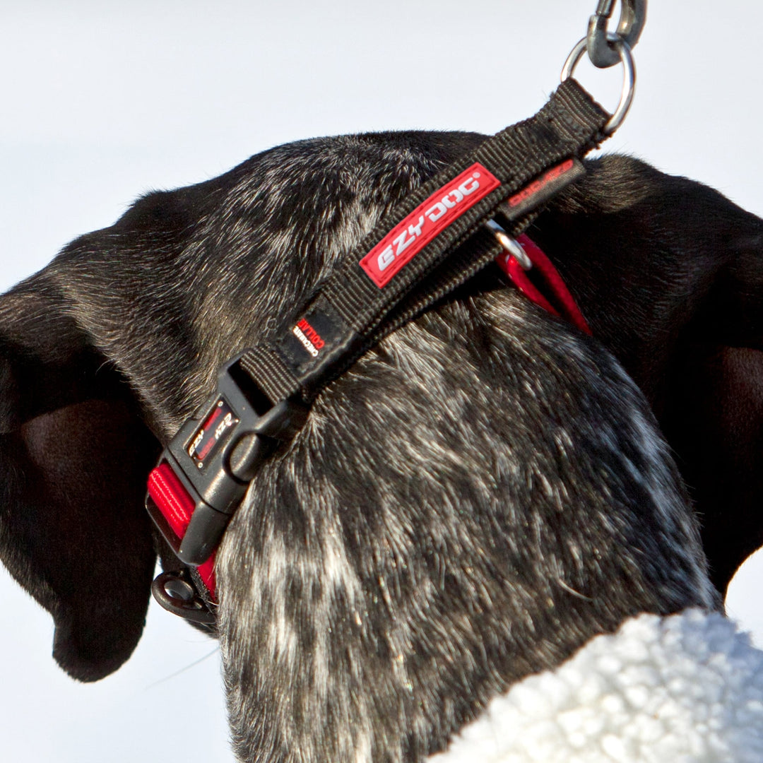 EzyDog Check Mate Dog Collar