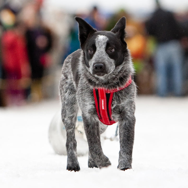 Ezydog Chest Plate Harness for Dogs