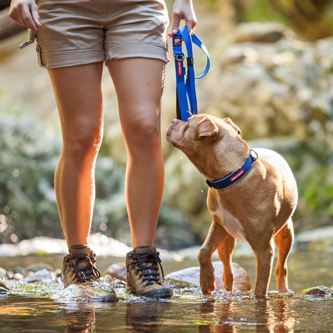 EzyDog Classic Neoprene Dog Collar