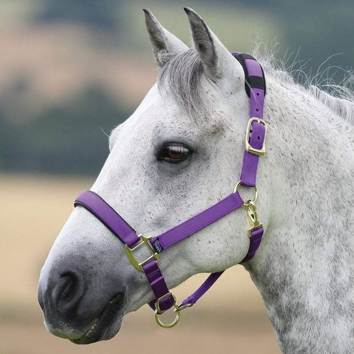 The Shires Topaz Padded Headcollar in Purple#Purple