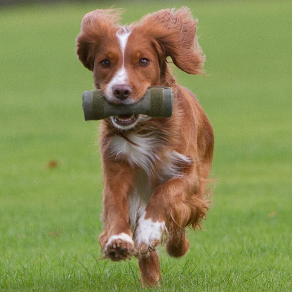 The Lez Graham Retrieving Roll for Dogs in Green#Green