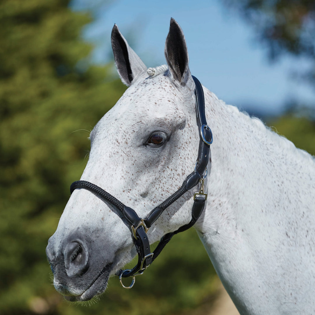 The Kincade Leather Rope Headcollar in Black#Black