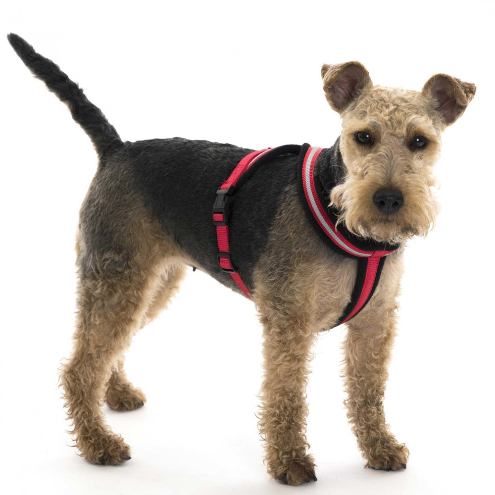 Comfey Harness