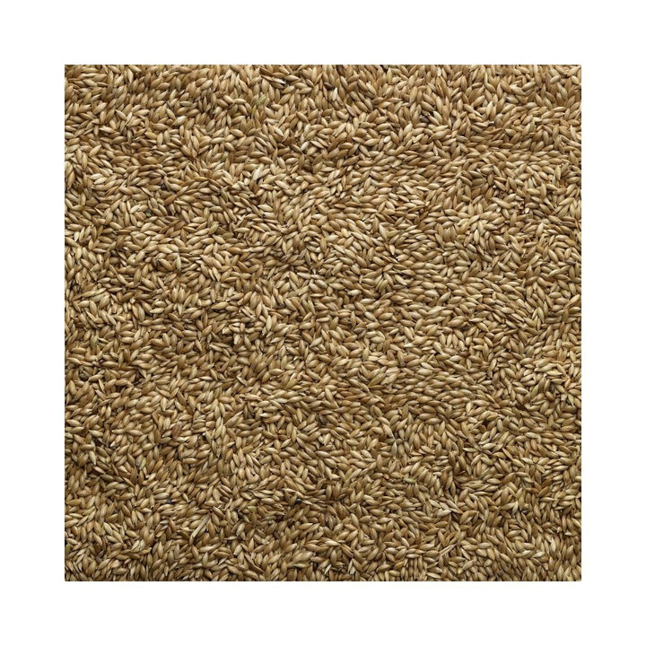 Bucktons Canary Seed