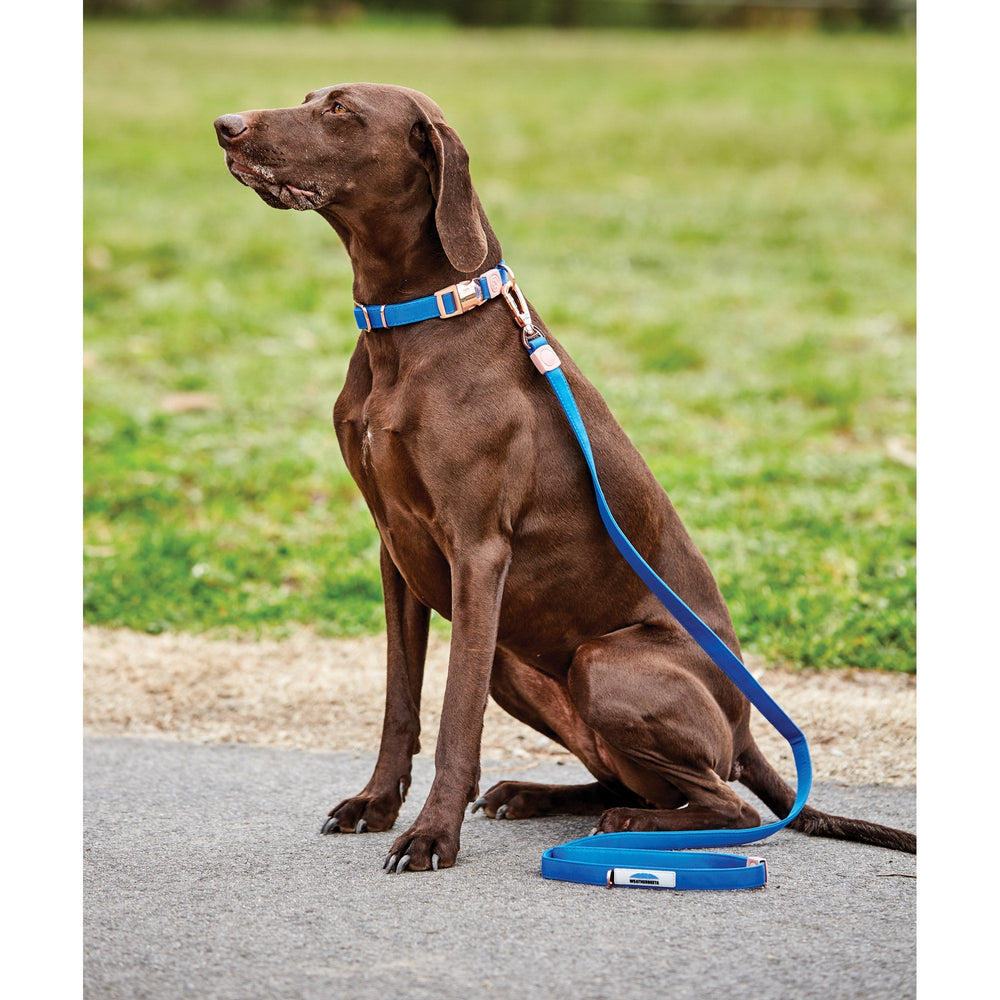 WeatherBeeta Elegance Dog Lead