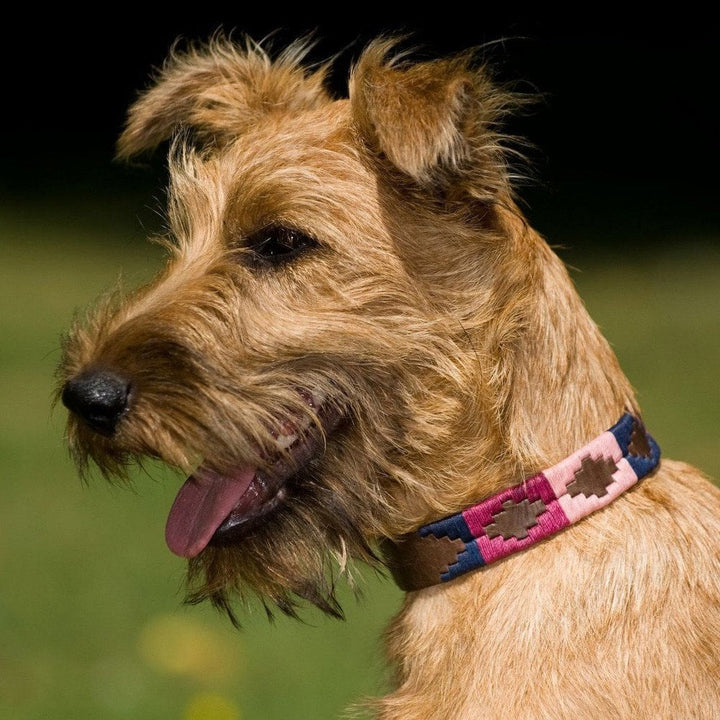 Pioneros Polo-Style Leather Dog Collar