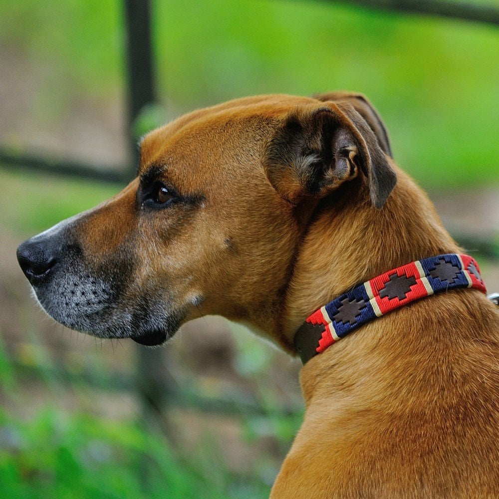 Pioneros Polo-Style Leather Dog Collar