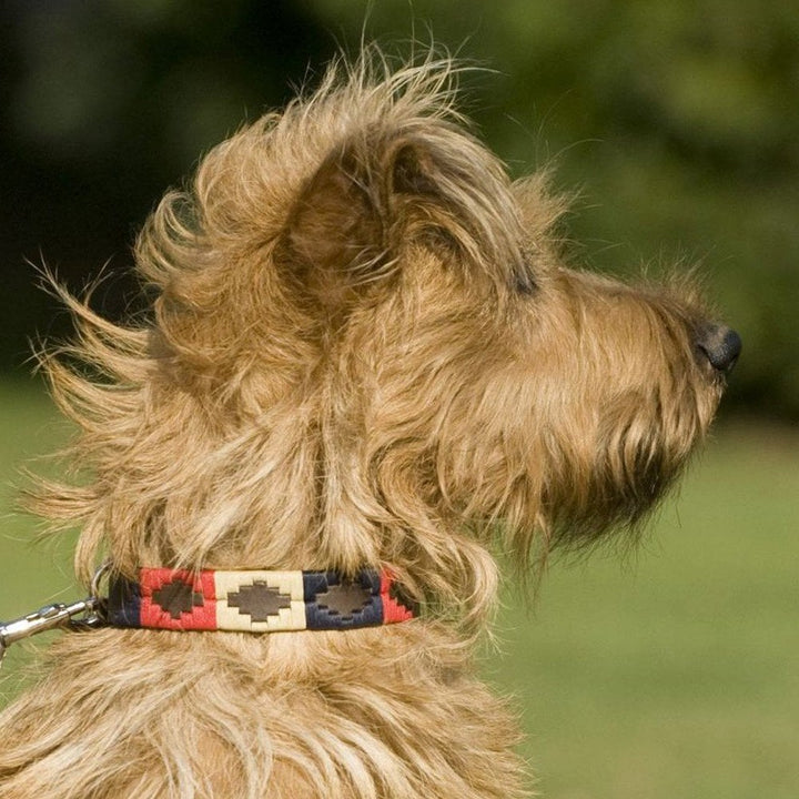 Pioneros Polo-Style Leather Dog Collar