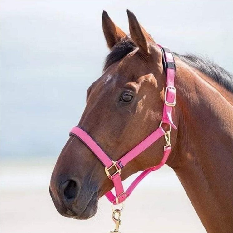 Shires Topaz Padded Headcollar