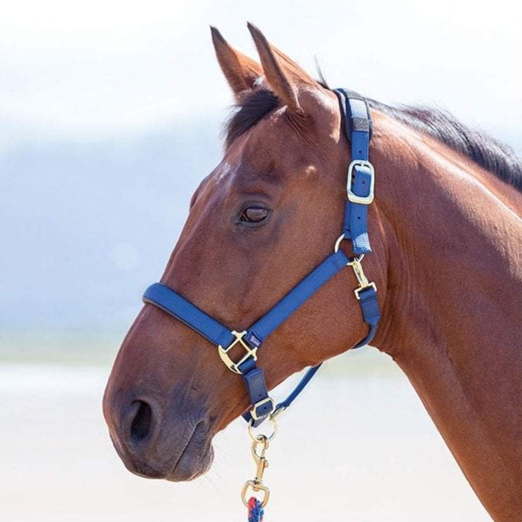 The Shires Topaz Padded Headcollar in Navy#Navy