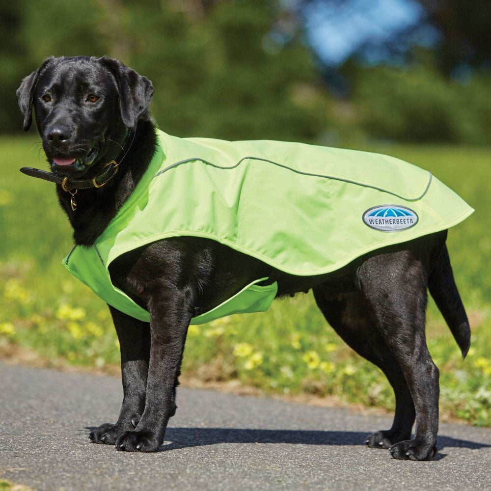 The Weatherbeeta Reflective Exercise Dog Coat in Yellow#Yellow