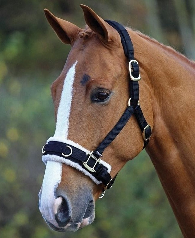 The Shires Fleece Lined Lunge Cavesson with Padded Headpiece in Black#Black