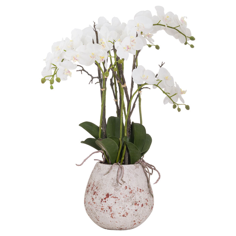 Millbry Hill Large Stone Potted Orchid With Roots