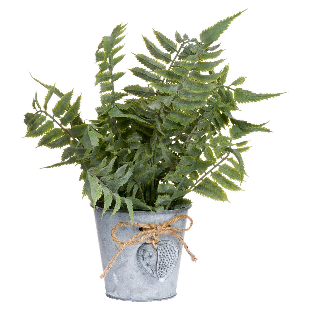 Millbry Hill Sage Fern In A Tin Pot