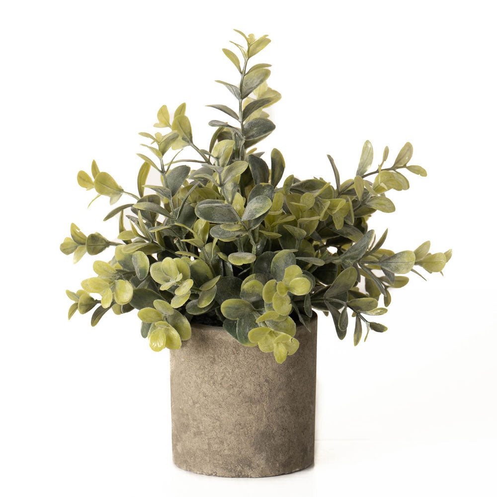 Millbry Hill Eucalyptus Plant In Stone Effect Pot