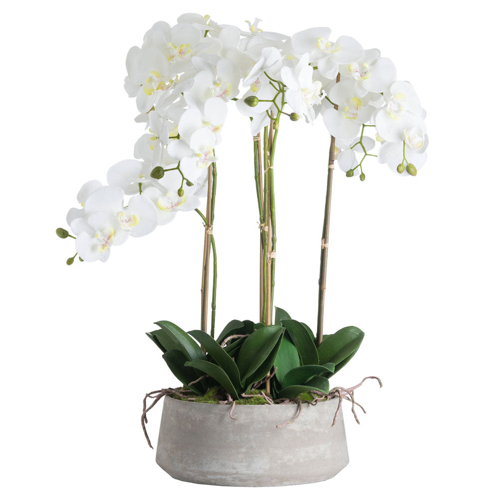 Millbry Hill Large White Orchid In Stone Pot