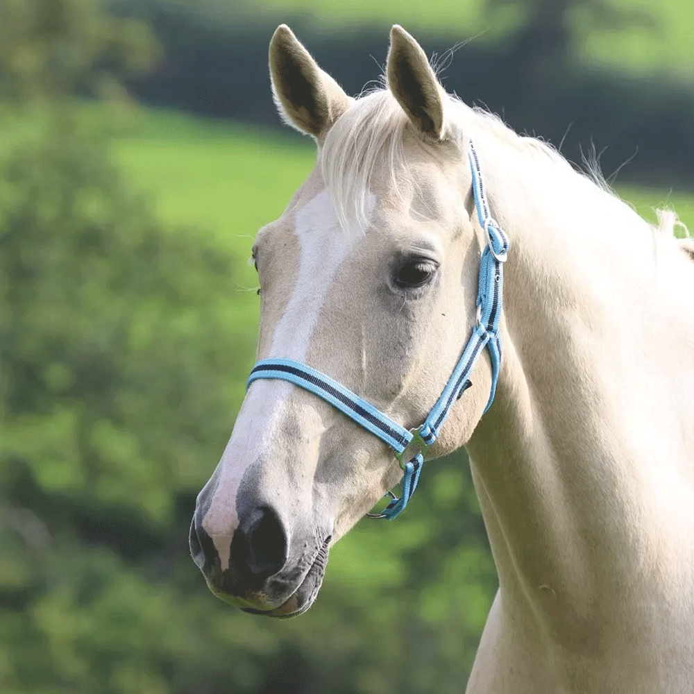 The Shires Wessex Headcollar in Navy#Navy