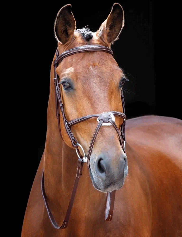 The Shires Salisbury Brackley Grackle Bridle in Brown#Brown
