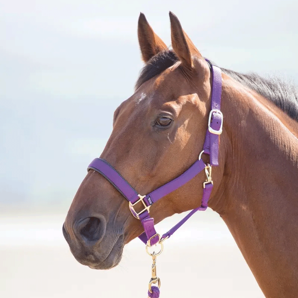 The Shires Topaz Nylon Headcollar in Purple#Purple