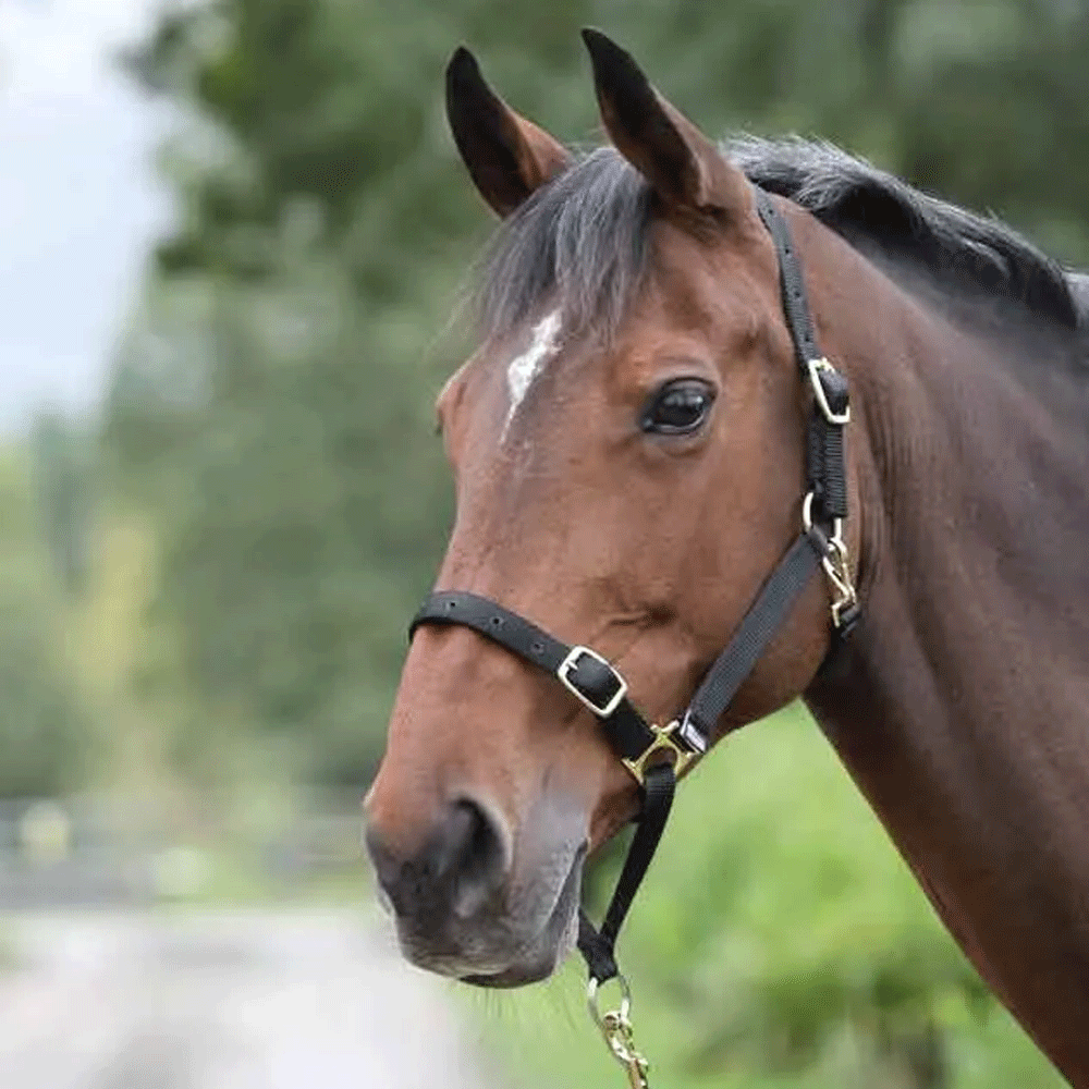 The Shires Control Headcollar in Black#Black