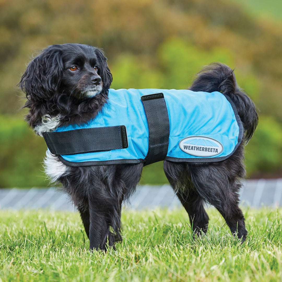 The Weatherbeeta Therapy-Tec Cooling Dog Coat in Blue#Blue