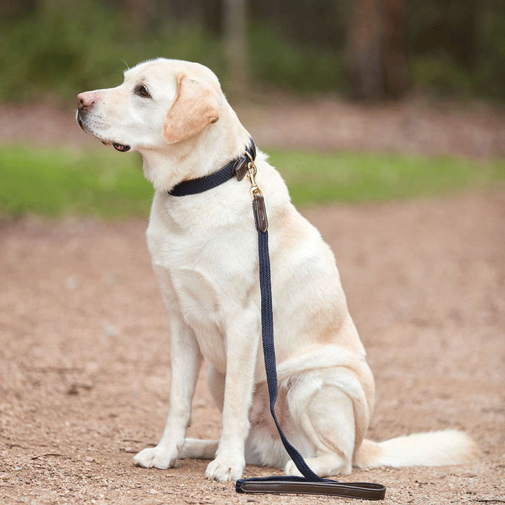 Weatherbeeta Leather Plaited Dog Collar