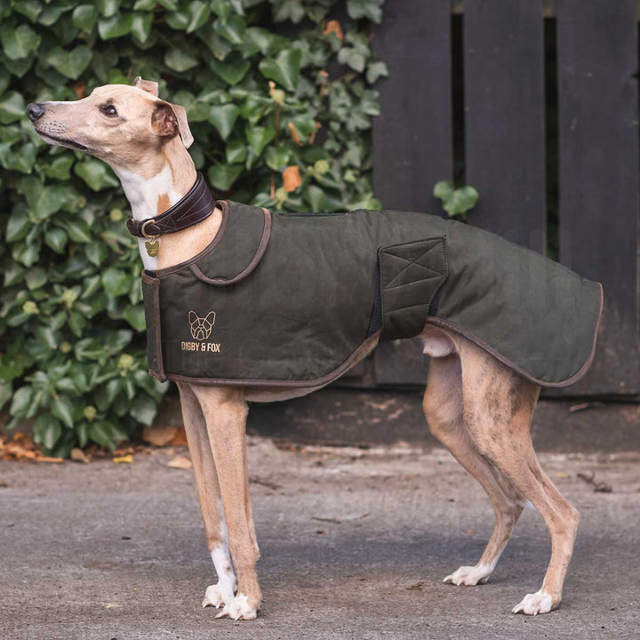 The Digby & Fox Wax Greyhound Coat in Green#Green