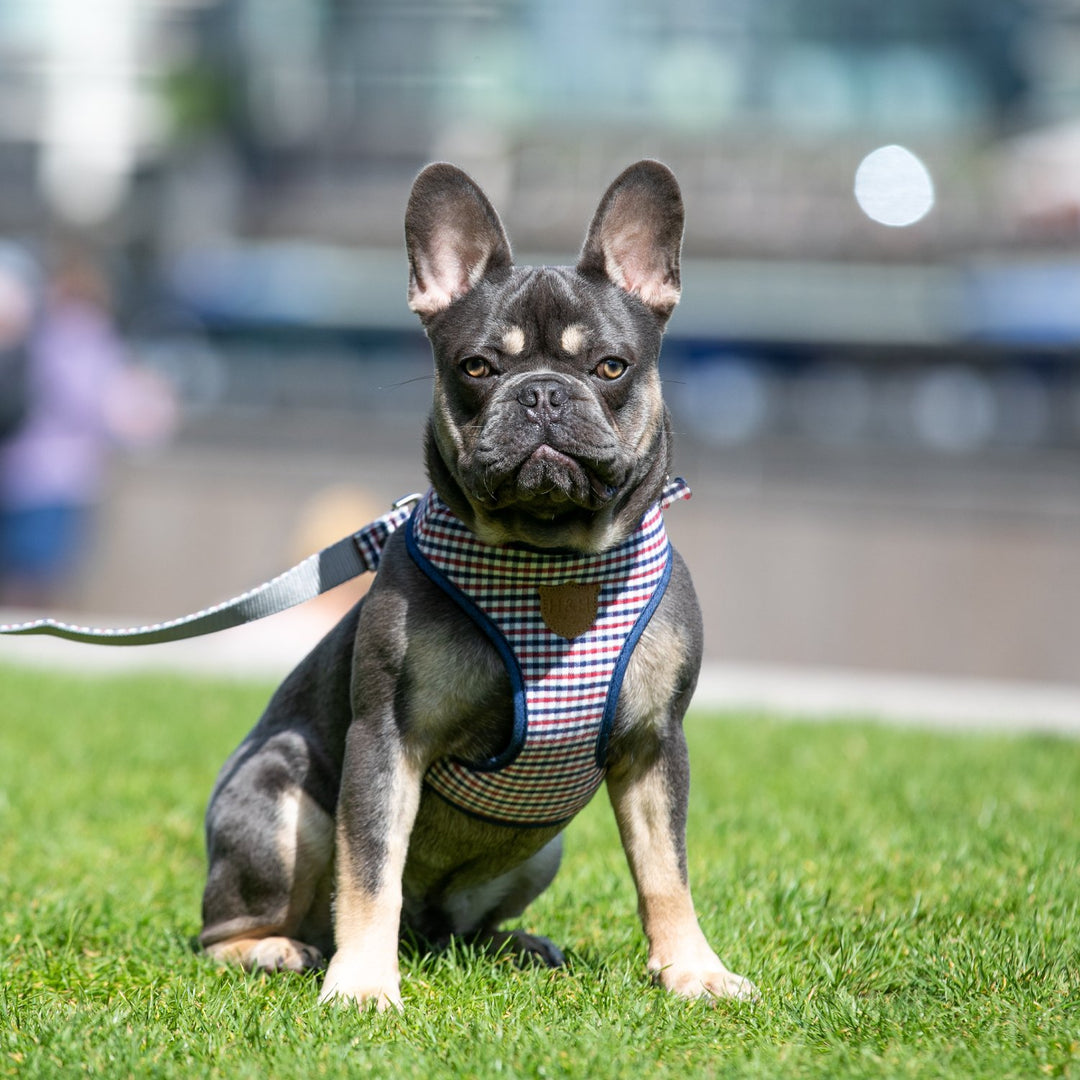 Hugo & Hudson Printed Dog Collar