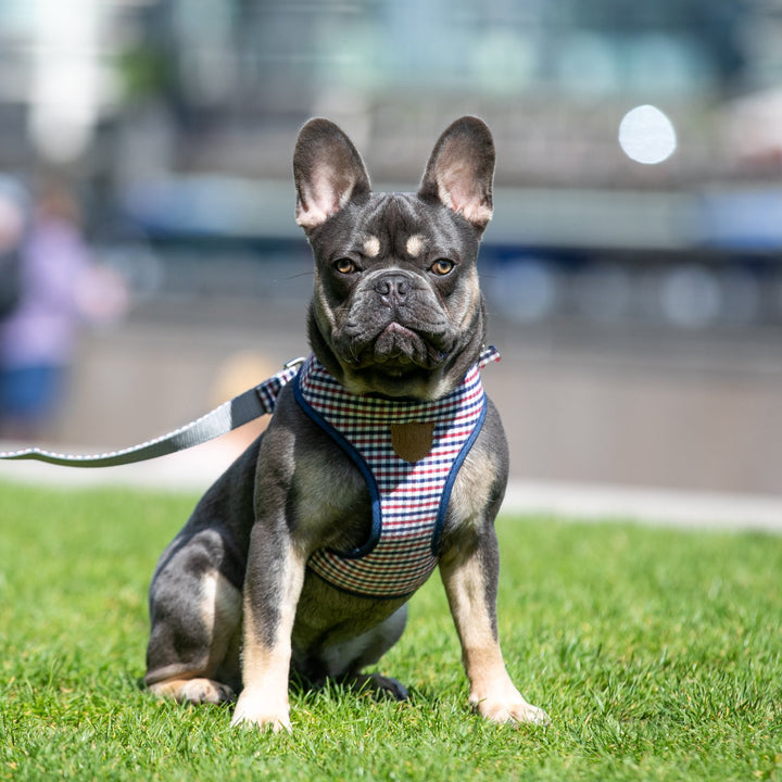 Hugo & Hudson Printed Dog Collar