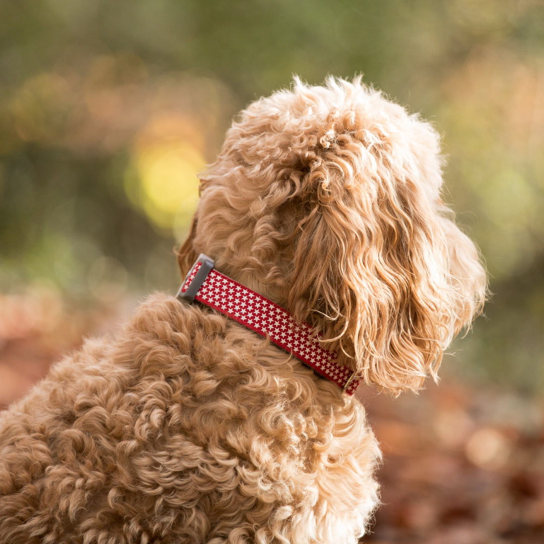 Hugo & Hudson Printed Dog Collar