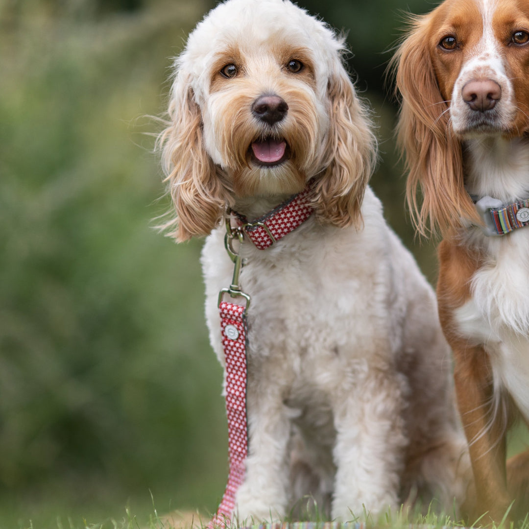 Hugo & Hudson Printed Dog Collar