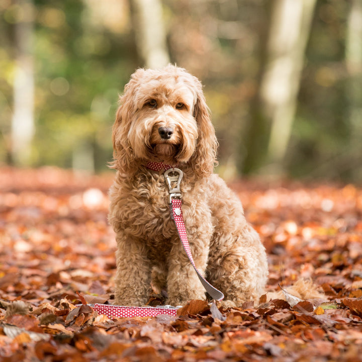 Hugo & Hudson Printed Dog Lead