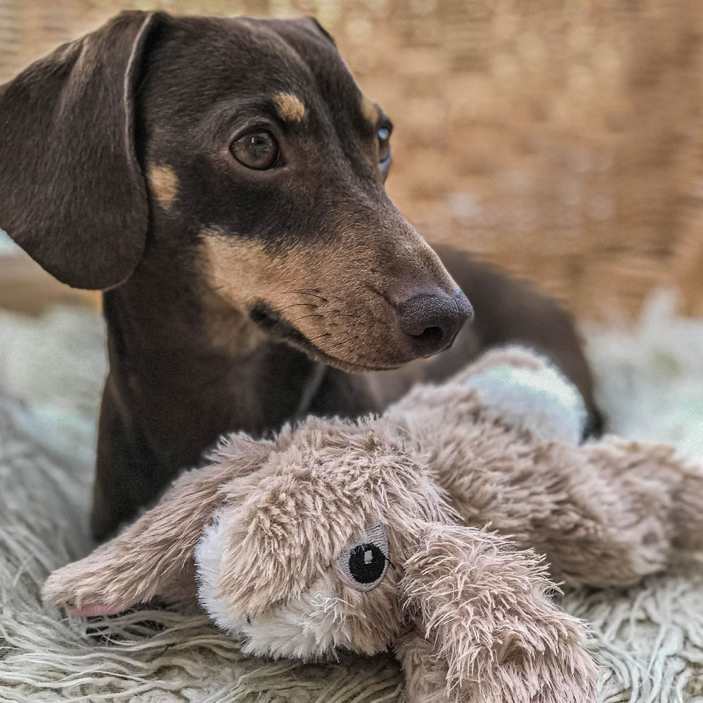 Ancol Small Bite Rabbit